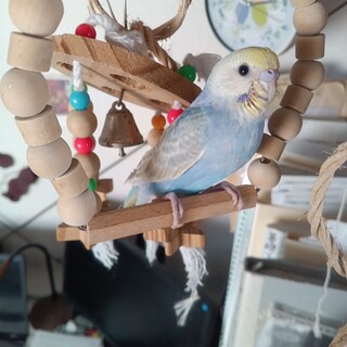 セキセイインコ　性別不明　生後2ヶ月