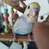 セキセイインコ　性別不明　生後2ヶ月 サムネイル2