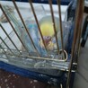 セキセイインコ　性別不明　生後2ヶ月 サムネイル3