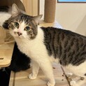 丸いお顔に丸いグリーンの瞳！アサリくん