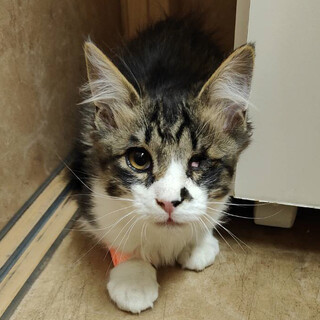 片目だけど元気いっぱい♪長毛子猫『フク君』５ヶ月