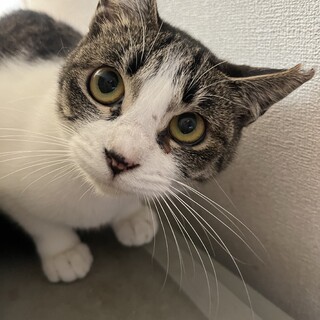 生後半年の女の子