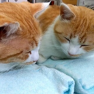 お出迎えがじょうずな ちゃうすくん