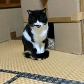 黒白猫♂　にし君3才　里親募集中！
