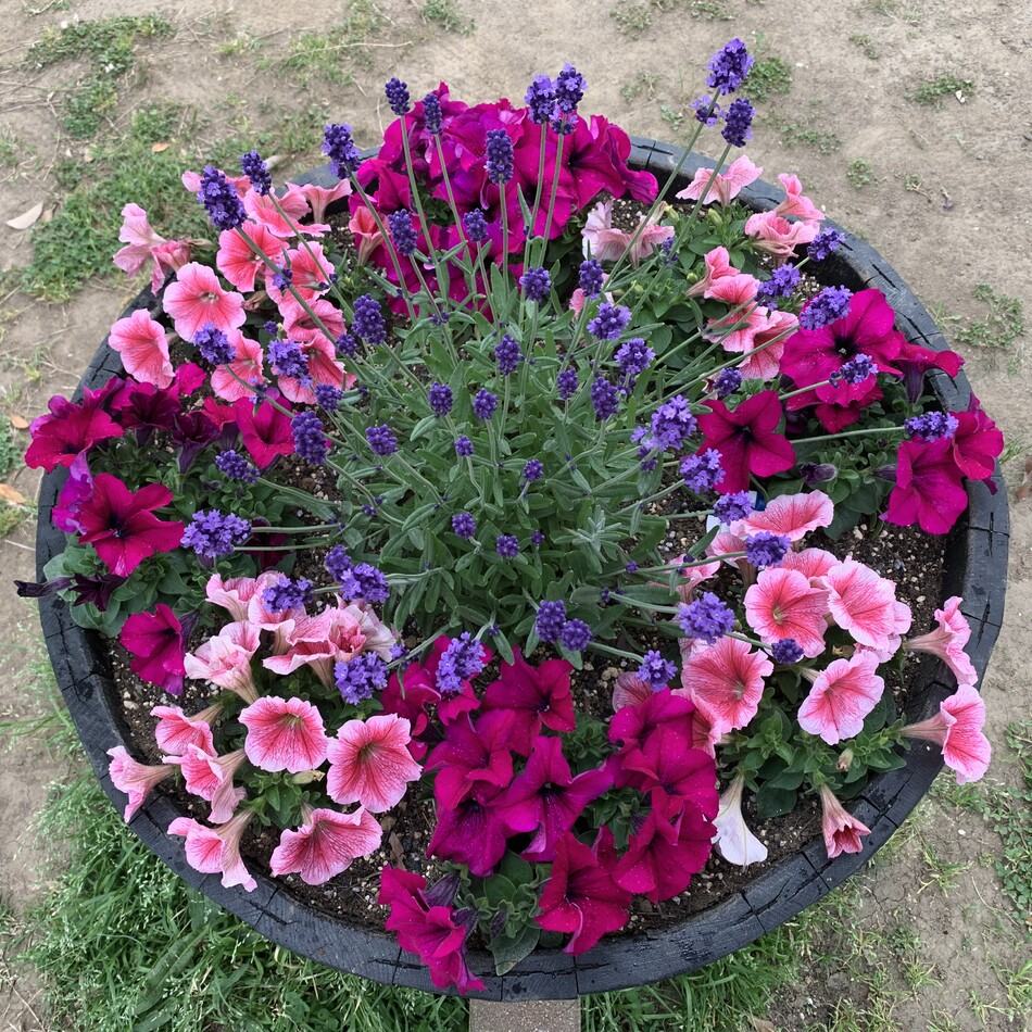 茶々丸のカバー写真