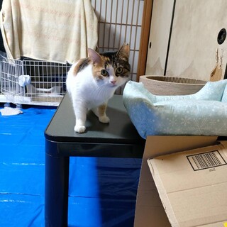 三毛猫♀　いよちゃん5才　里親募集中！