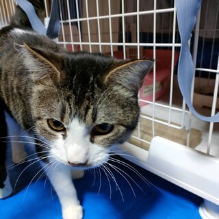 キジ白♂　真澄くん3才　里親募集中！