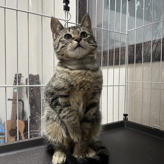 キジ　男の子　4ヶ月