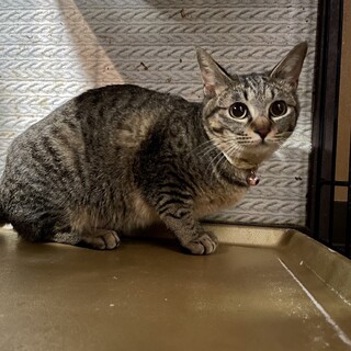 お目目がくりくりだだちゃん