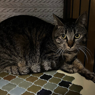 頑張り屋のむむちゃん