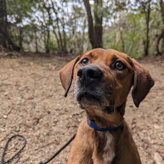 人懐こいベッカム！