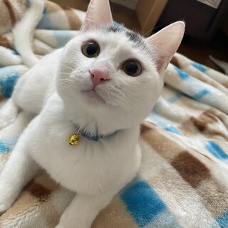 【再募集】　8ヶ月　男の子　白グレー