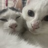 ４ヶ月　女の子　白猫 サムネイル2