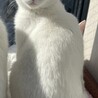 ４ヶ月　女の子　白猫 サムネイル3