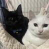 ４ヶ月　女の子　白猫 サムネイル4