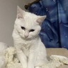 ４ヶ月　女の子　白猫 サムネイル5