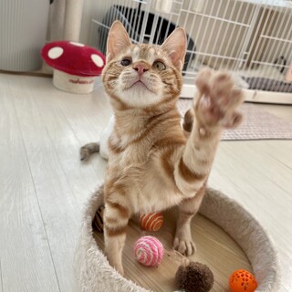 スリゴロのチャトラの男の子♪甘えん坊です！