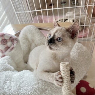 目がブルーアイの小さくて可愛い女の子♪シャムMIX