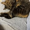 プール飛び込み