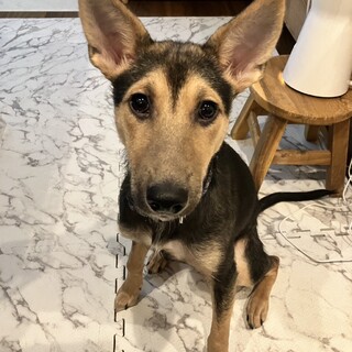 ファラオハウンドを思わせる気品漂う美しい子犬