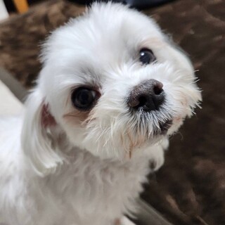 マルチーズmix？の女の子　推定7歳