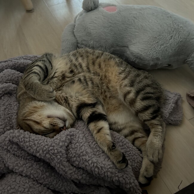 春うさのカバー写真