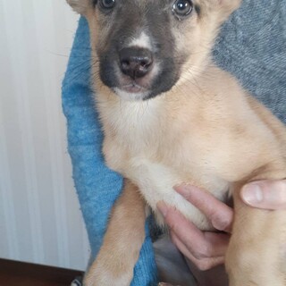 可愛い子犬の三姉妹(U＾ω＾U)