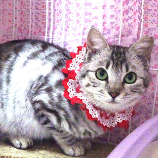 ナデナデ大好き♪紅(べに)ちゃんアメショ柄 8ヵ月