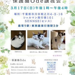 保護猫　Ödeアード譲渡会