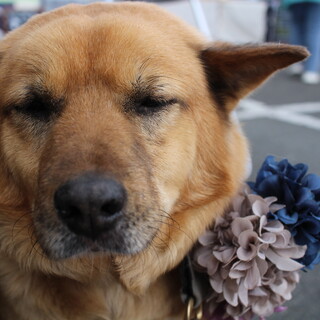 まったり穏やかなぶーくん