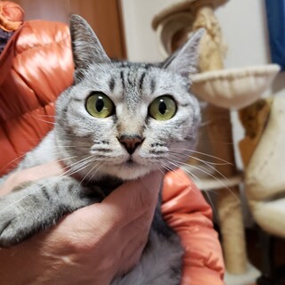 可愛いキジ猫兄妹の里親募集中