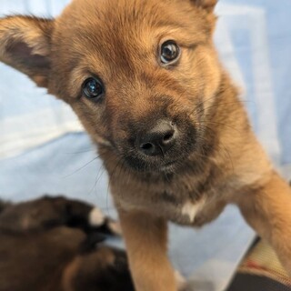 生後2ヶ月女の子☆きなこ