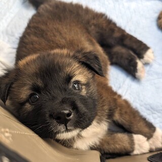 生後2ヶ月男の子☆茶々丸