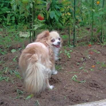 霞ちゃん　mamaさんお久しぶりですWAN！逆かな？