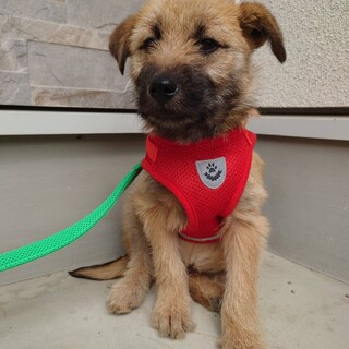 まるで実寸大テディベア◎テリア顔の大型子犬