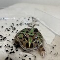 ツノガエルの里親さんを探しています。