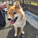 柴犬２歳【飼い主病気悪化のため早急に募集】