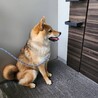 柴犬２歳【飼い主病気悪化のため早急に募集】 サムネイル2