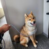柴犬２歳【飼い主病気悪化のため早急に募集】 サムネイル3
