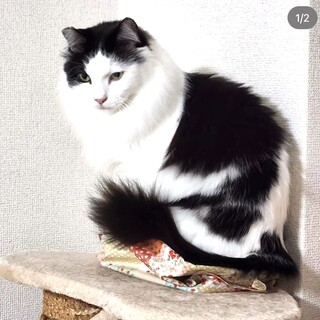 美男子ふわふわ若葉くん