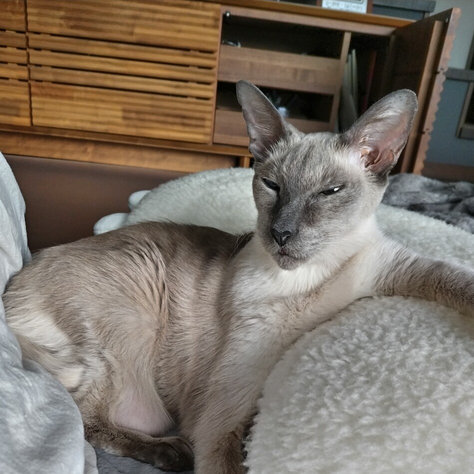 ちびたのカバー写真