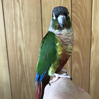 里親決まりました。ありがとうございました。