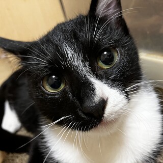 人見知りの仔です✨【あにー】