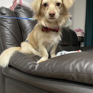 チワックス君2歳