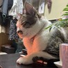 ぽかぽかでオネムなこたろうくんです。
