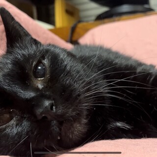 幸せにしてくださる家族を探しています！