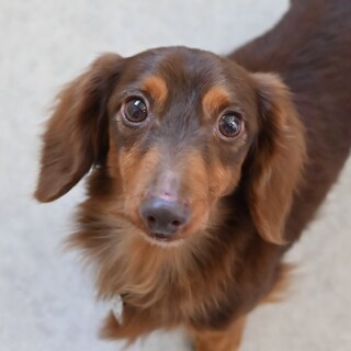 くりっとしたお目めの可愛いチョコレート色の男の子！