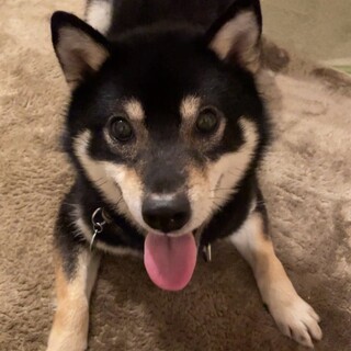 無邪気で一緒に居て楽しい黒柴(完全室内飼育)