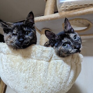 8ヶ月位のかえでちゃん