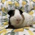 三毛のイングリッシュモルモット